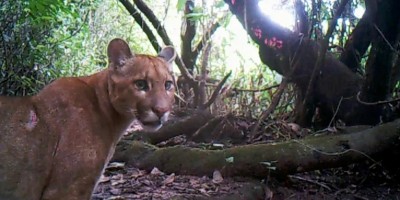 'BBB do Pantanal': Mais de 100 câmeras em árvores monitoram animais silvestres 24 horas...