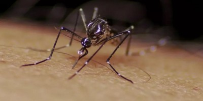 Com surto em alta, em 4 meses, Brasil chega ao mesmo patamar de casos de dengue...