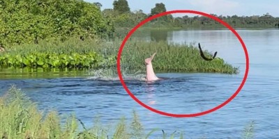 Comerciante de Vilhena filma luta entre boto e peixe elétrico no rio Guaporé e vídeo...