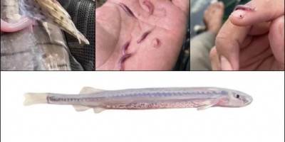Candiru: O temido 'peixe vampiro' que ameaça banhistas de rios da Amazônia