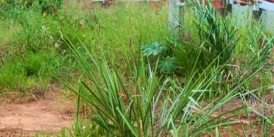 Terrenos sujos serão notificados por edital em Rolim de Moura; Município vai limpar e...
