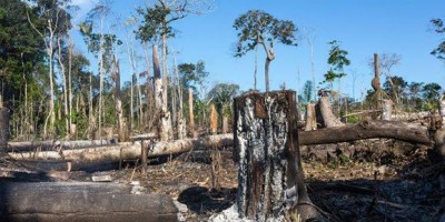 Ex-vereador e outras cinco pessoas são condenadas por crimes ambientais em Rondônia