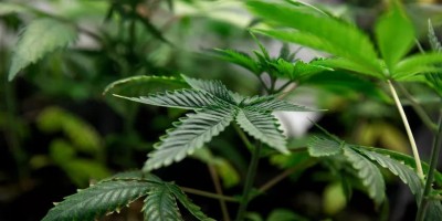 Em decisão inédita, Sexta Turma do STJ permite a três pessoas cultivo de maconha para...
