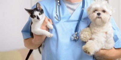 Prefeitura de Rolim de Moura e UNIR terão termo de cooperação para esterilização de...