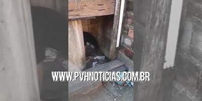 Polícia flagra foragido escondido em galinheiro para tentar fugir da prisão em Porto...
