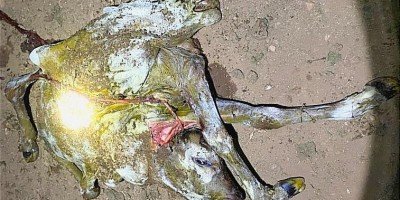 Bezerro nasce com duas cabeças e sete patas e assusta moradores de Rondônia: 'bizarro'