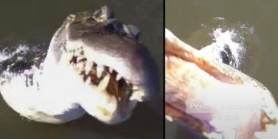 Jacaré salta de rio e abocanha drone de R$ 7 mil em pleno voo; Veja o vídeo