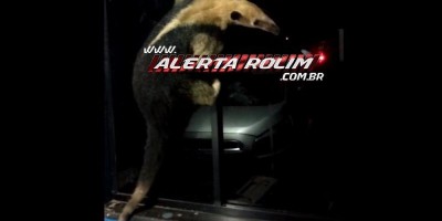 Mulher aciona a PM pensando que tamanduá era ladrão tentando entrar em sua casa em...