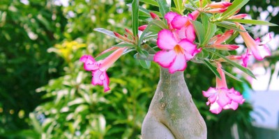 Ji-Paraná: Primo arrebenta o outro na paulada acusando-o de furtar uma rosa do deserto