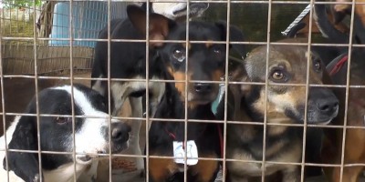 Cadastro para castração de animais começa em setembro em Rolim de Moura
