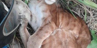 Filhote de onça puma é resgatado por pescador em RO 