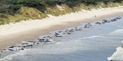 Autoridades encontram 230 baleias encalhadas na Austrália