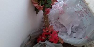 Casal é preso em flagrante furtando Rosas do Deserto 