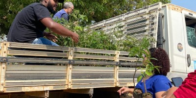 Energisa doa mudas de árvores em Cujubim 