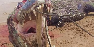 Jacaré de mais de 5 metros é morto por ribeirinhos