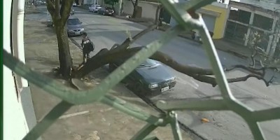 Homem escapa por um triz de ser atingido por árvore que caiu no meio da rua; veja o...
