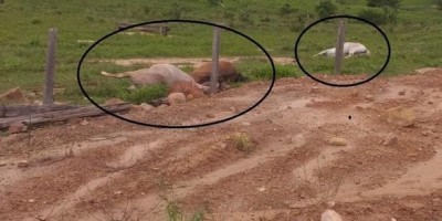 Fio de alta tensão cai em cerca e mata animais eletrocutados em Migrantinópolis; veja...