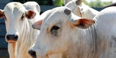 Prazo para declaração de rebanho termina quarta-feira (30), em Rondônia