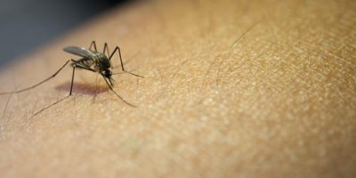 Casos de dengue aumentam 180,5% em um ano
