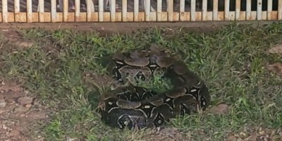 Jiboia é capturada pelos Bombeiros em frente a residência em Rolim de Moura