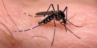 Rondônia tem aumento de mais de 600% de casos de dengue 