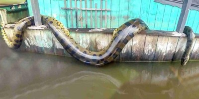 COBRAS GIGANTES CAPTURADAS EM 2022 
