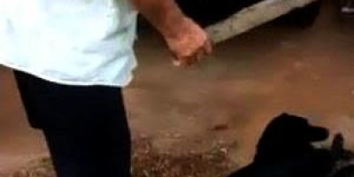Homem é preso após agredir cachorro a pauladas