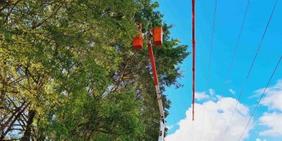 Energisa realiza 160 mil podas de árvores no estado 