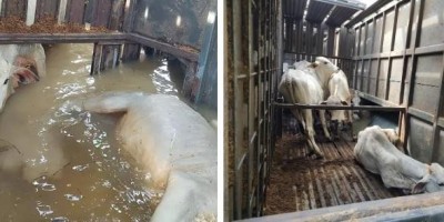 Motorista cochila e tomba carreta com 100 bois na BR-364