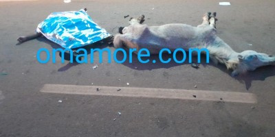 Motociclista morre após bater em cavalo em RO