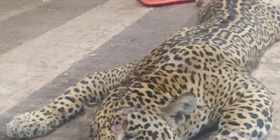 Onça-pintada morre atropelada por caminhão na BR-070 no MT