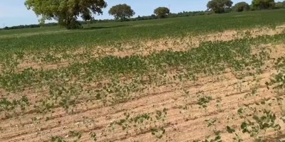 Seca deve impactar produção de soja e milho em Rondônia