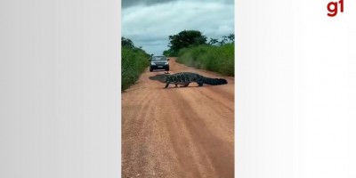 Jacaré gigante atravessa estrada e surpreende motoristas; vídeo
