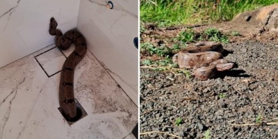 Jiboia sai do ralo de banheiro de casa em GO
