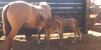 Égua dá à luz a potro e burro ao mesmo tempo em RO