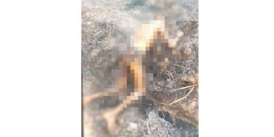 Homem morre queimado durante incêndio em vegetação em RO; vídeos