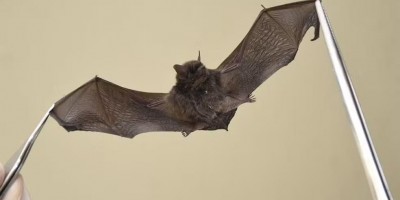 Dois casos de raiva em morcego são registrados em Cacoal
