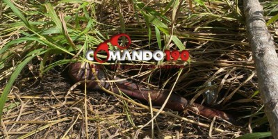 Homem é morto decapitado em Ji-Paraná 