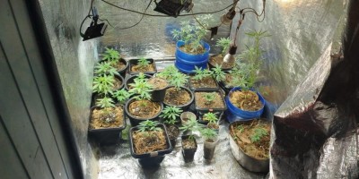 Homem é preso cultivando pés de maconha em casa em Jaru