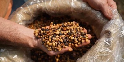 Café caro? Preços podem subir ainda mais nos próximos meses