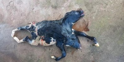 São Miguel: Bezerra nasce com duas cabeças e rabo bipartido