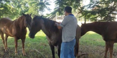 Três cavalos morrem infectados por raiva animal em RO