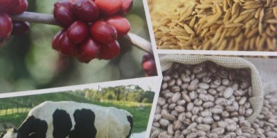 Brasil deve colher a maior safra de grãos da sua história