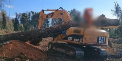 Homem morre após ser atingido por árvore de 20 metros