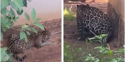 Onça-pintada invade residência em distrito de Porto Velho