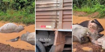Caminhão com carga de gado tomba e animais morrem afogados