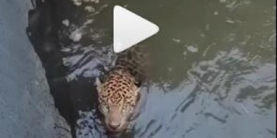 Bombeiros resgatam onça que ficou presa em canal de usina 