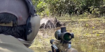 ICMBio retoma abate de búfalos invasores na Amazônia