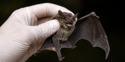 População deve redobrar cuidados ao encontrar morcegos