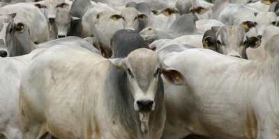 Greve dos servidores da Idaron paralisa emissão de GTA e ameaça produção de carne em... Greve dos servidores da Idaron paralisa emissão de GTA e ameaça produção de carne em...